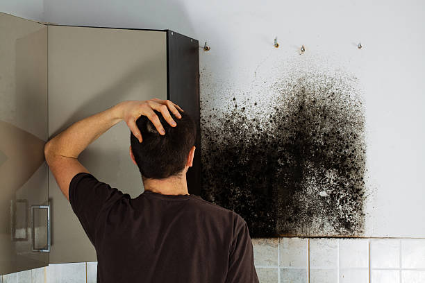 Best Mold Inspection  in Harvard, NE