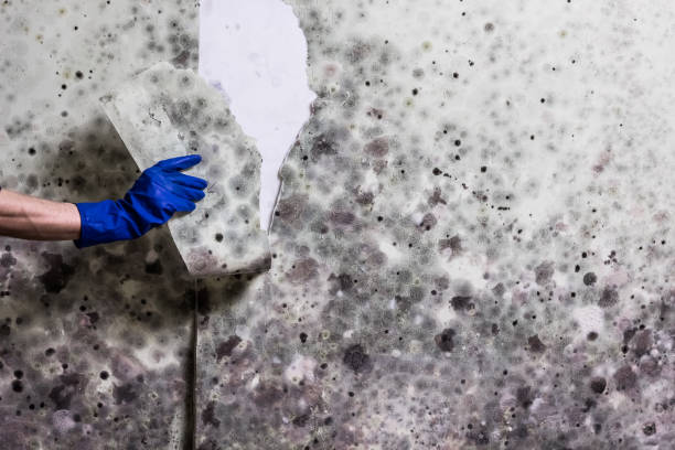 Best Emergency Mold Removal  in Harvard, NE